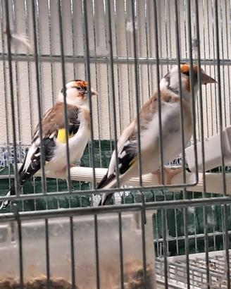 Coppie cardellini ascianici mayor testa daqui