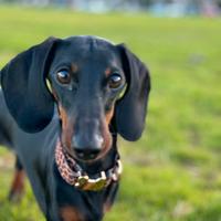 Bassotto per la monta