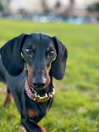 Bassotto per la monta