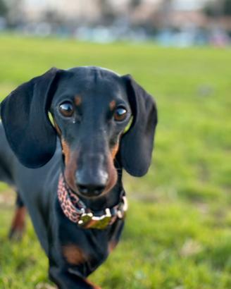 Bassotto per la monta