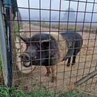 Verro Cinta senese DOP