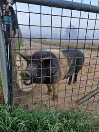 Verro Cinta senese DOP