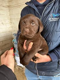 Labrador retriever femmina chocolate