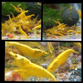 Caridine gamberetti acqua dolce gialli