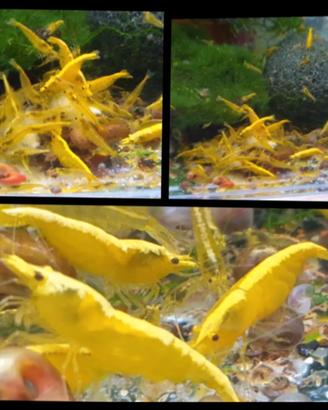 Caridine gamberetti acqua dolce gialli