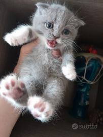 Scottish fold