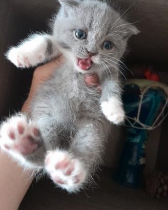 Scottish fold