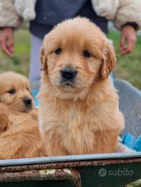Cuccioli di golden retriever - americano