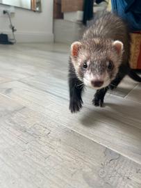 Furetto maschio cucciolo