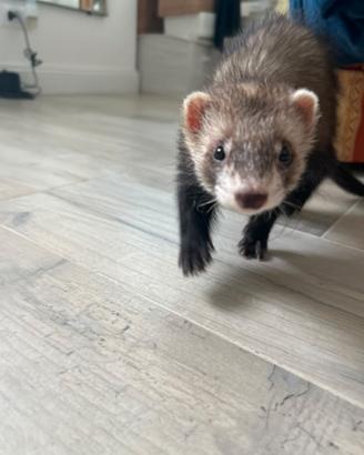 Furetto maschio cucciolo