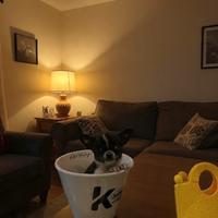 Cucciolo chihuahua Black & white