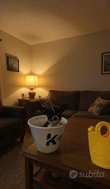 Cucciolo chihuahua Black & white