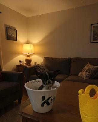 Cucciolo chihuahua Black & white