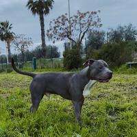 Monta american pitbull blue nose
