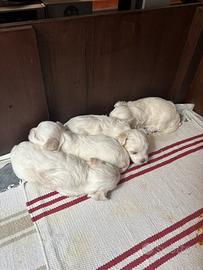 Cuccioli di maltese