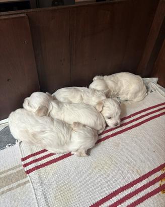Cuccioli di maltese