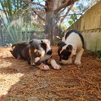 Cuccioli Amstaff Tricolor con pedigree