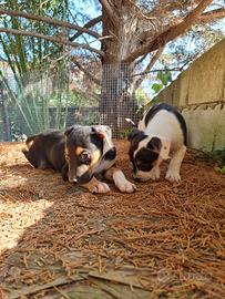 Cuccioli Amstaff Tricolor con pedigree