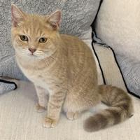 Cucciolo di British Schorthair