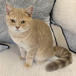 Cucciolo di British Schorthair