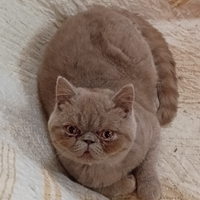 Cucciolo Exotic shorthair color lillak