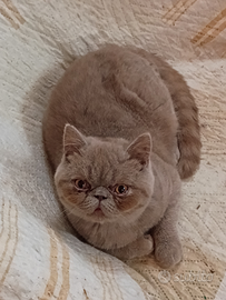 Cucciolo Exotic shorthair color lillak