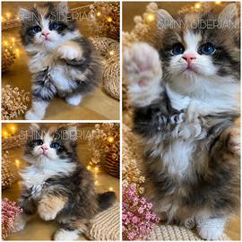 Gattini siberiani con pedigree