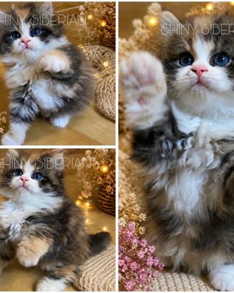 Gattini siberiani con pedigree