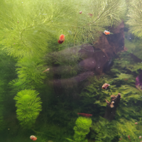 Lumache planorbarius