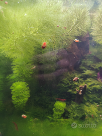 Lumache planorbarius