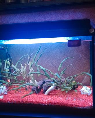 acquario completo 