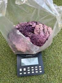 Muschio stabilizzato - lichene - vari colori