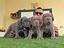 Immagine 4