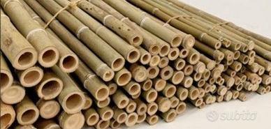 Canne di bambu'