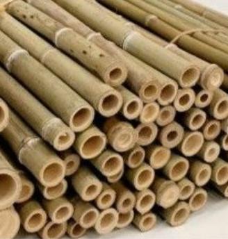 Canne di bambu'
