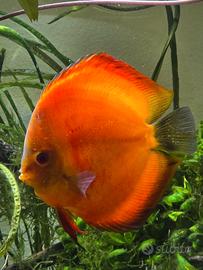 Discus, pesci di fondo, piante