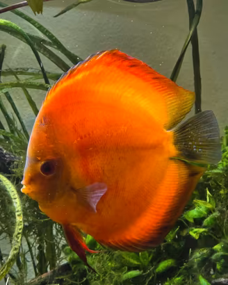 Discus, pesci di fondo, piante