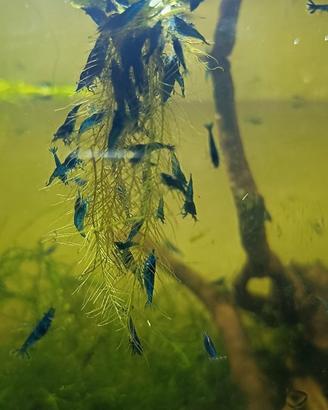 Neocaridine blue dreams