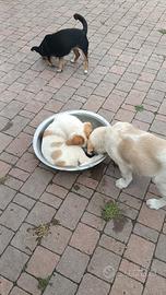 Cuccioli taglia grande