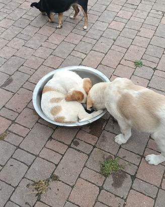 Cuccioli taglia grande