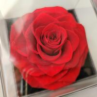 rosa eterna con orecchini 