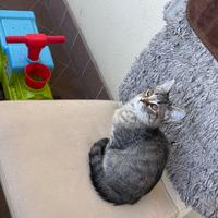 Chloe gattina di 8 mesi molto tenera