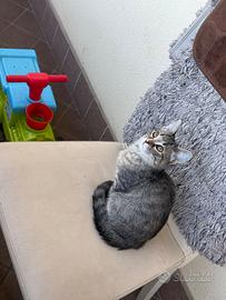 Chloe gattina di 8 mesi molto tenera