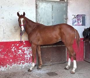 Cavallo