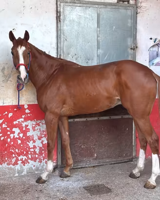 Cavallo