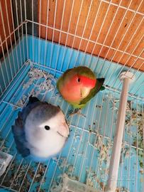 Pappagalli inseparabili