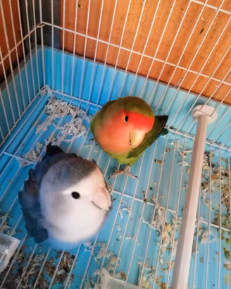 Pappagalli inseparabili
