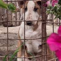 Bull terrier