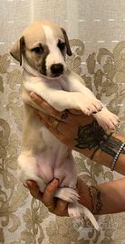 Whippet Cuccioli