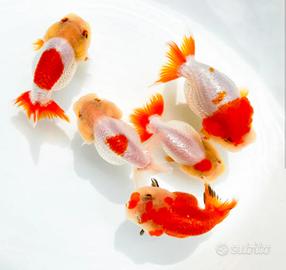 ORANDA fancy color e ranchu